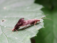 Neureclipsis bimaculata