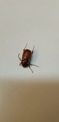 Melolonthinae