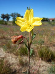 Oenothera