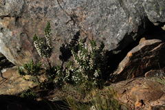 Erica triflora triflora