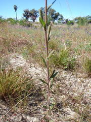 Oenothera