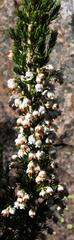 Erica triflora triflora
