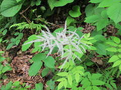 Aruncus