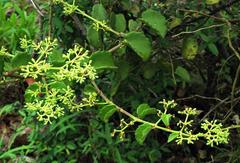 Cissus rotundifolia var. rotundifolia image