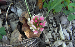 Trifolium polymorphum