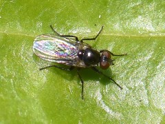 Coenosia atra
