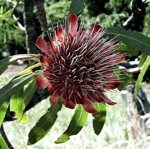 Protea caffra image