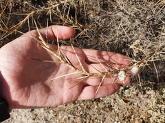 Astragalus armatus numidicus