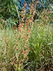 Rumex acetosella