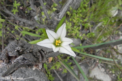 Tristagma bivalve