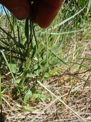 Rumex acetosella