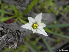 Tristagma bivalve