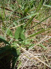 Rumex acetosella