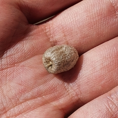 Astragalus armatus numidicus