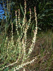Rumex acetosella