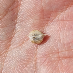 Astragalus armatus numidicus