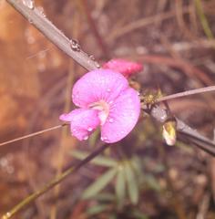 Tephrosia capensis capensis