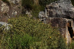 Cullumia reticulata