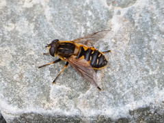 Helophilus lapponicus