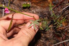 Tephrosia capensis capensis