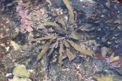 Sargassum incisifolium