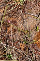 Tephrosia capensis capensis