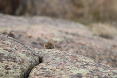 Callospermophilus lateralis