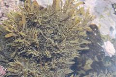 Sargassum incisifolium