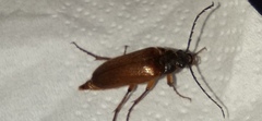Cebrio