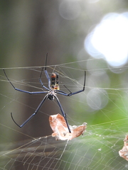 Trichonephila fenestrata