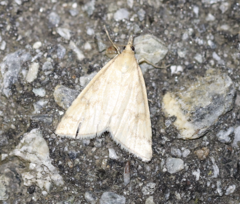 Udea nebulalis
