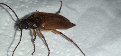 Cebrio
