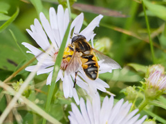 Helophilus lapponicus