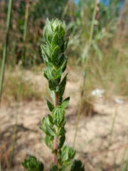 Cliffortia polygonifolia polygonifolia