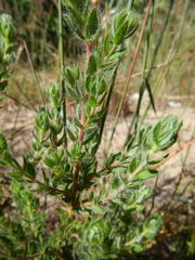 Cliffortia polygonifolia polygonifolia