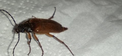 Cebrio