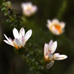 Polyarrhena reflexa reflexa