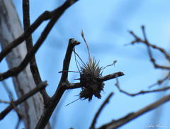 Tillandsia loliacea