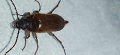 Cebrio