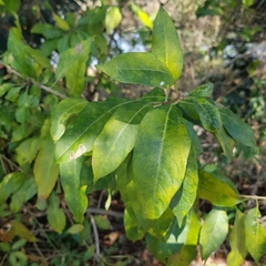 Volkameria glabra