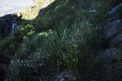 Polyarrhena reflexa reflexa