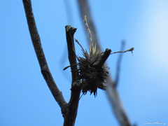 Tillandsia loliacea