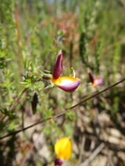 Aspalathus retroflexa bicolor