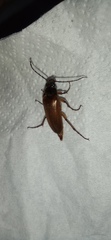 Cebrio