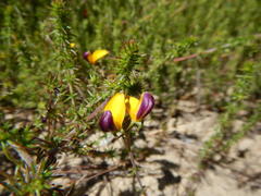 Aspalathus retroflexa bicolor