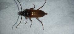 Cebrio