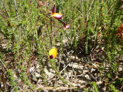 Aspalathus retroflexa bicolor