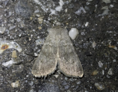 Agrotis simplonia