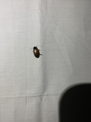 Pycnoscelus surinamensis