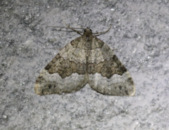 Colostygia aptata